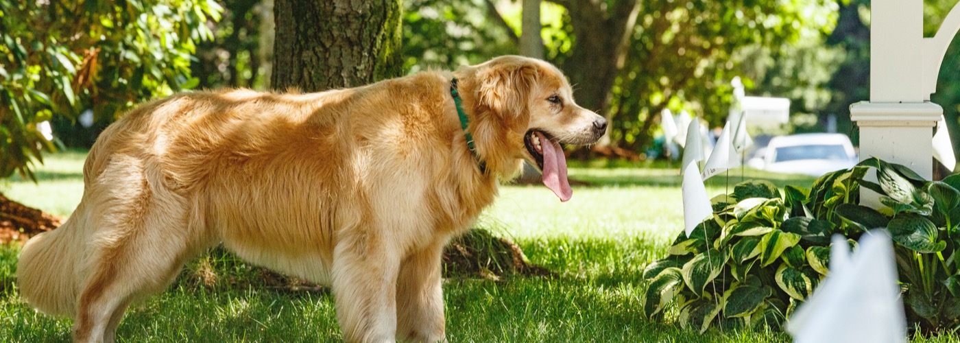 DogWatch of Tidewater, Suffolk, Virginia | Outdoor Hidden Dog Fences Slider Image